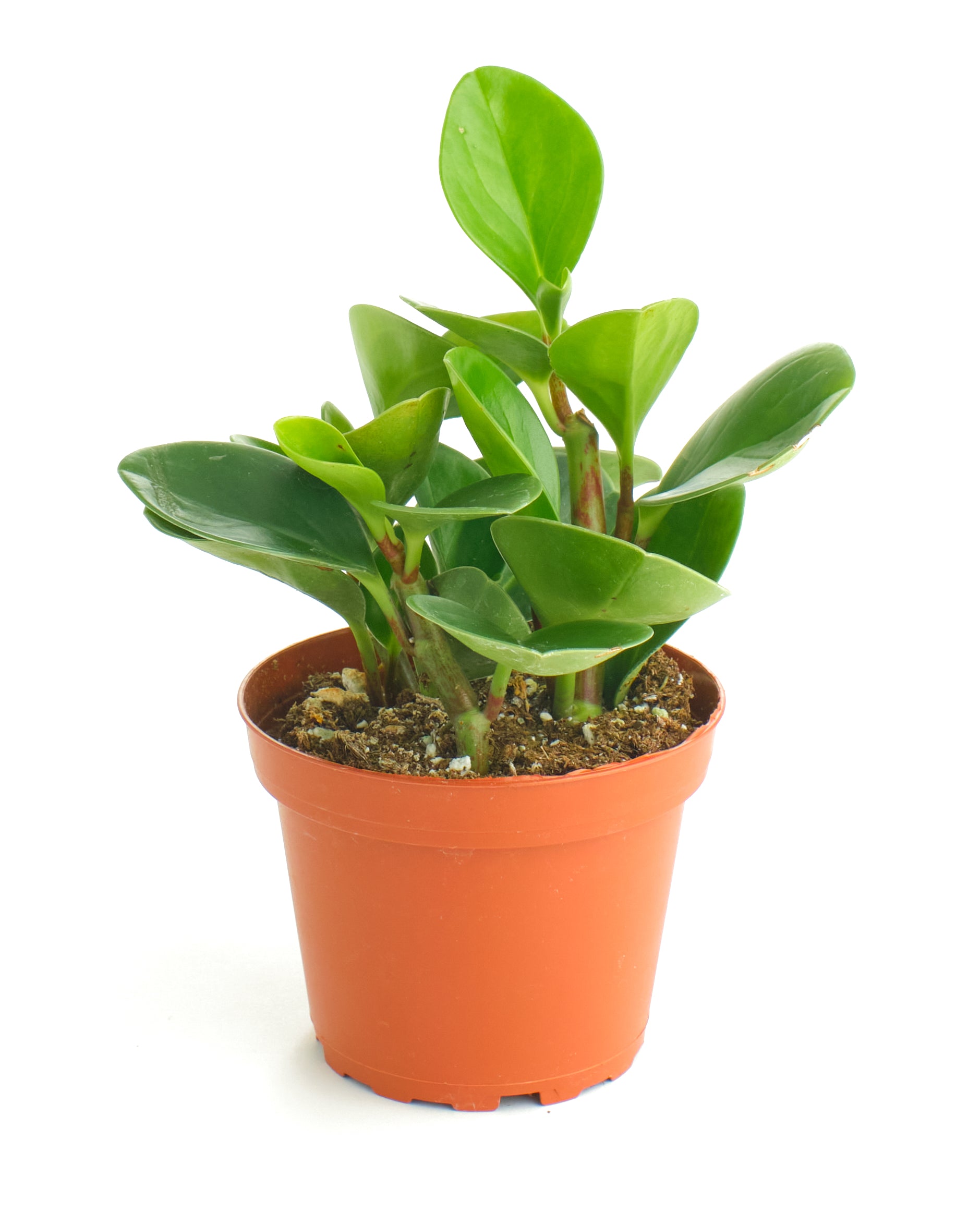 house plant thick waxy leaves Peperomia Obtusifolia 'Baby Rubber Plant' – Shop Succulents