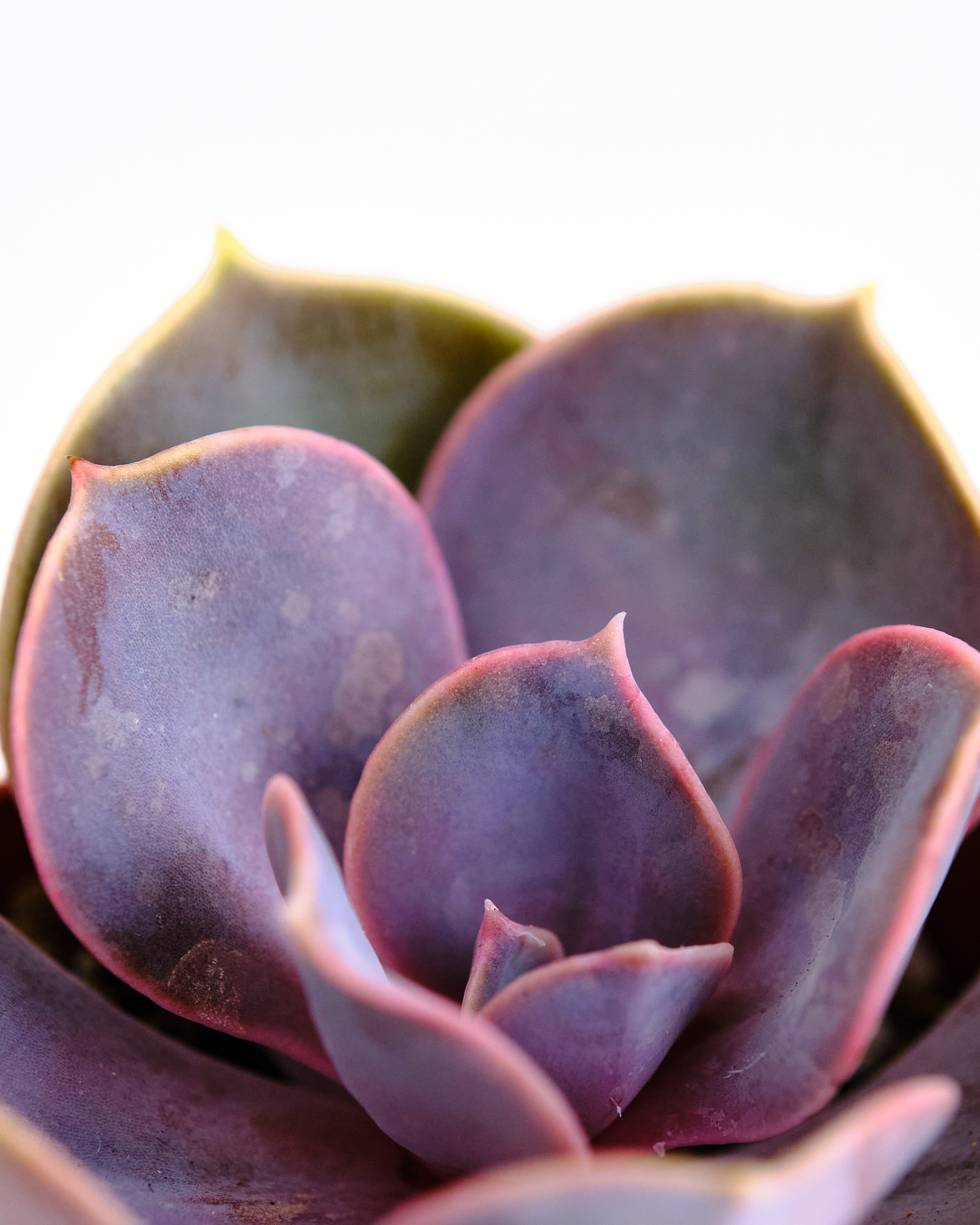 succulent perle von nurnberg Echeveria 'Perle Von Nurnberg' – Shop Succulents