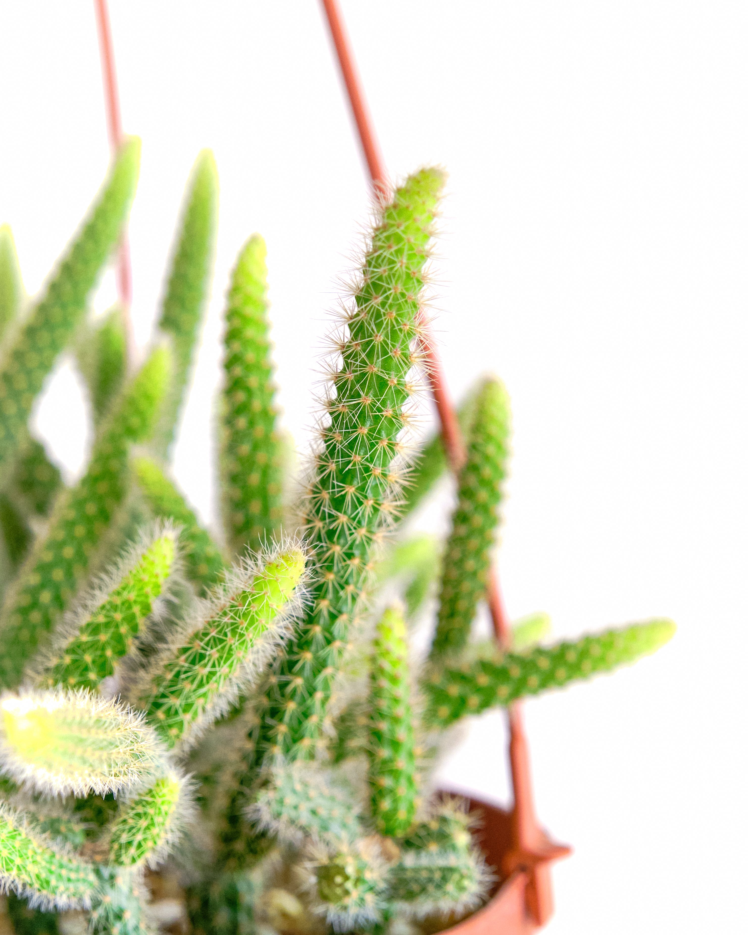 types of rat tail cactus Rat Tail Cactus Plant