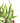 Rat's Tail Cactus Plant "Aporocactus Flagelliformis"
