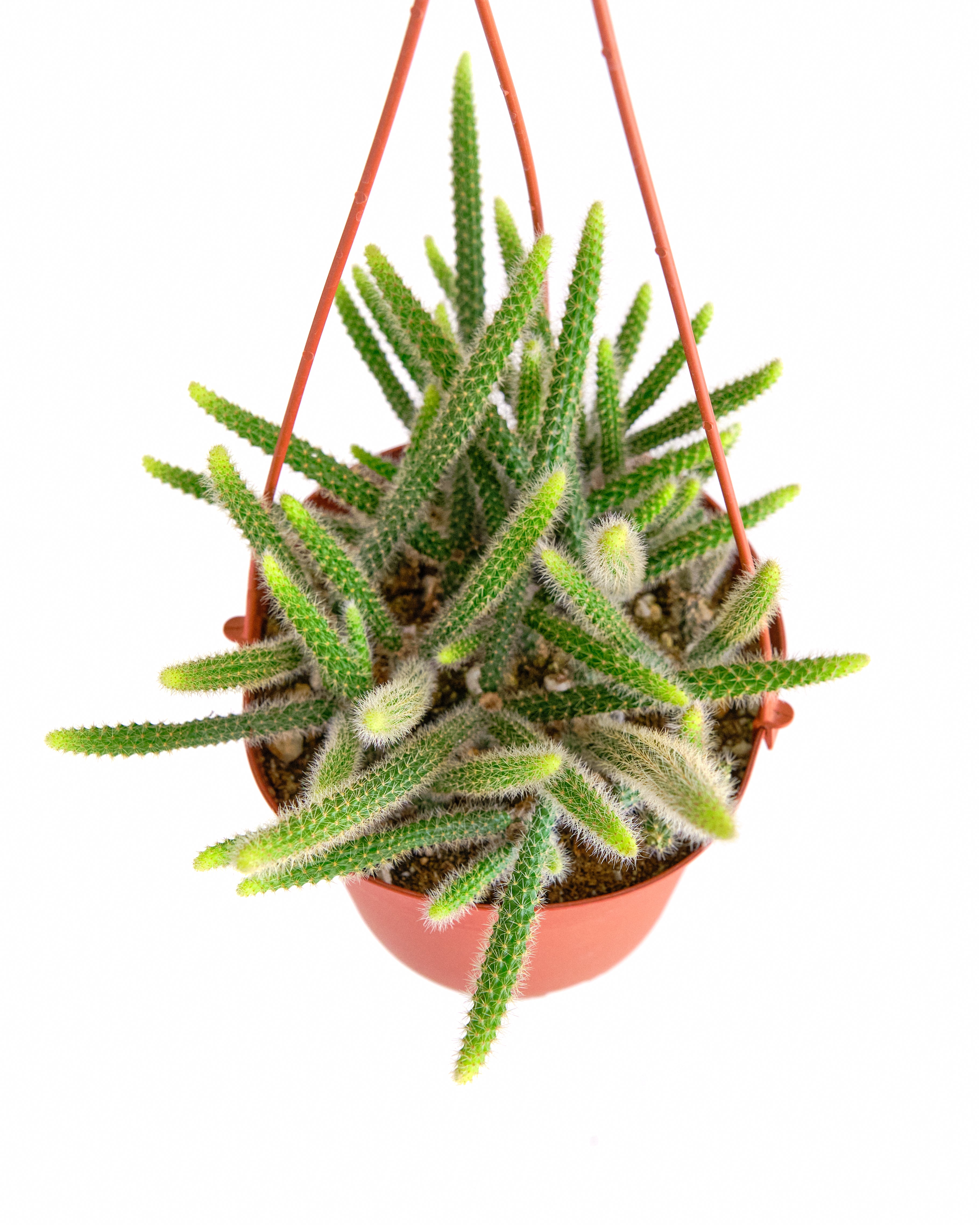rat tail succulent Rat Tail Cactus Plant