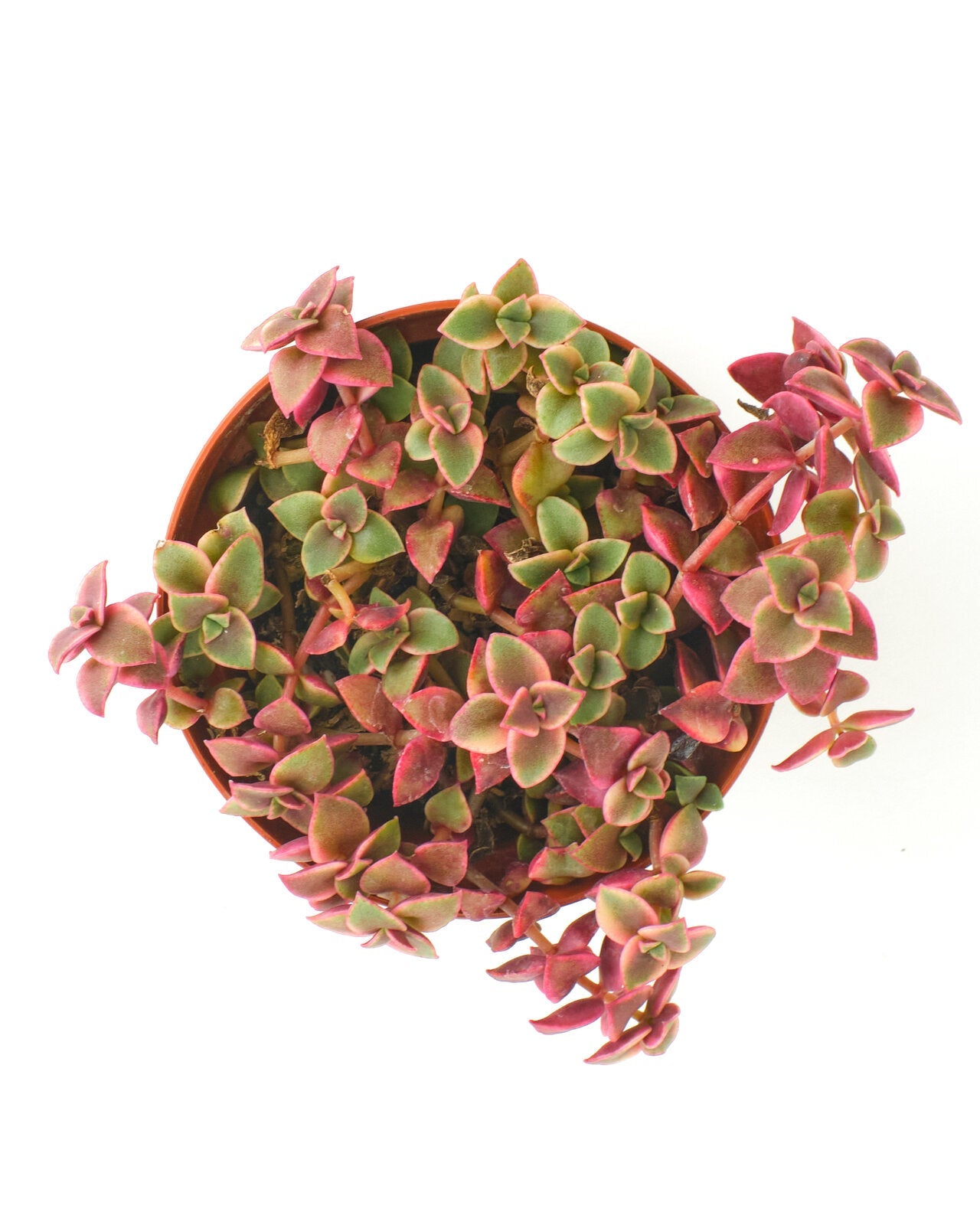 calico kitten succulent propagation Crassula Pellucida Variegata 'Calico Kitten' – Shop Succulents