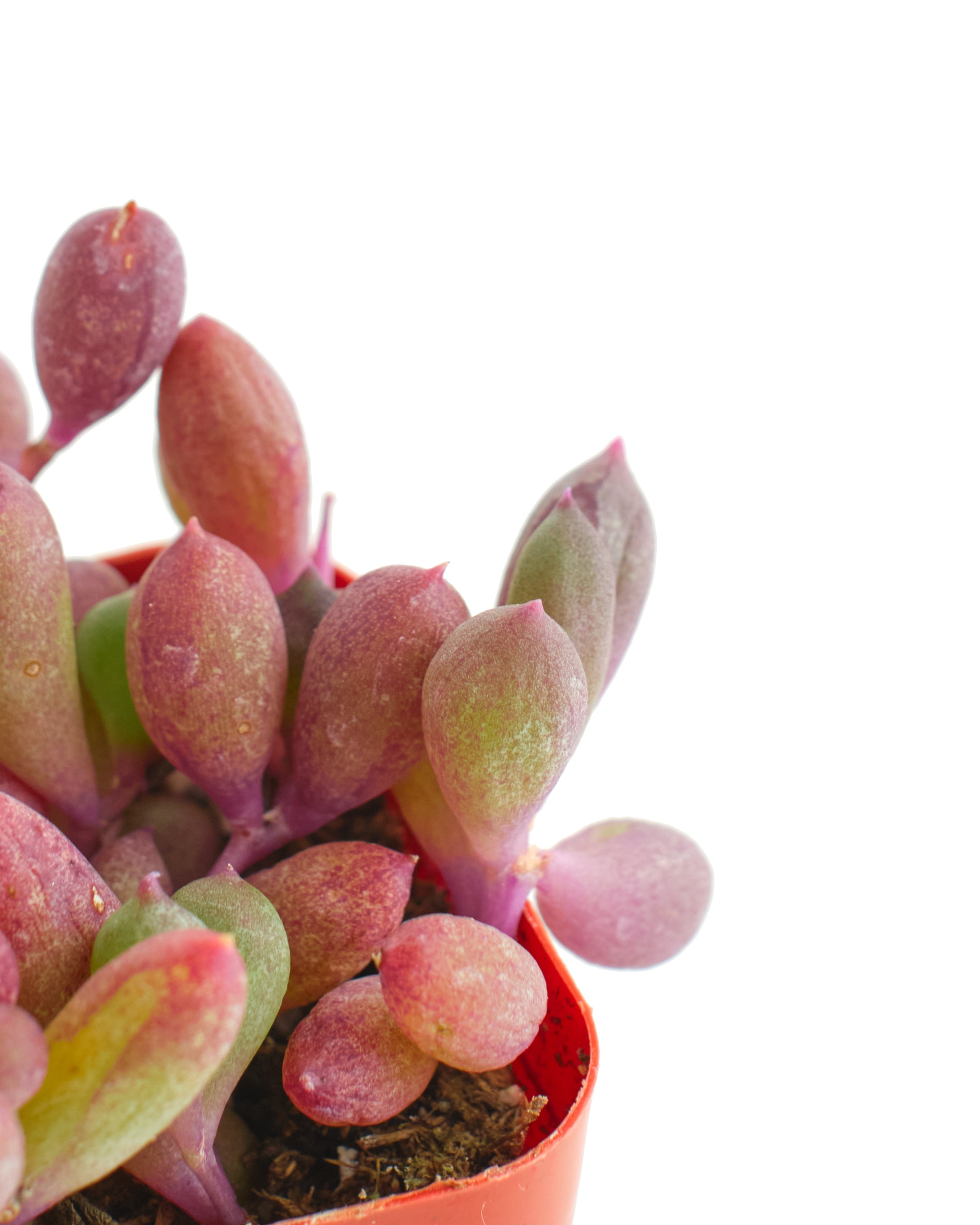 ruby necklace succulents Shop Succulents | String of Succulents Collection | Ruby Necklace (Othonna Capensis) Live Outdoor/Indoor Hanging Succulent Plant
