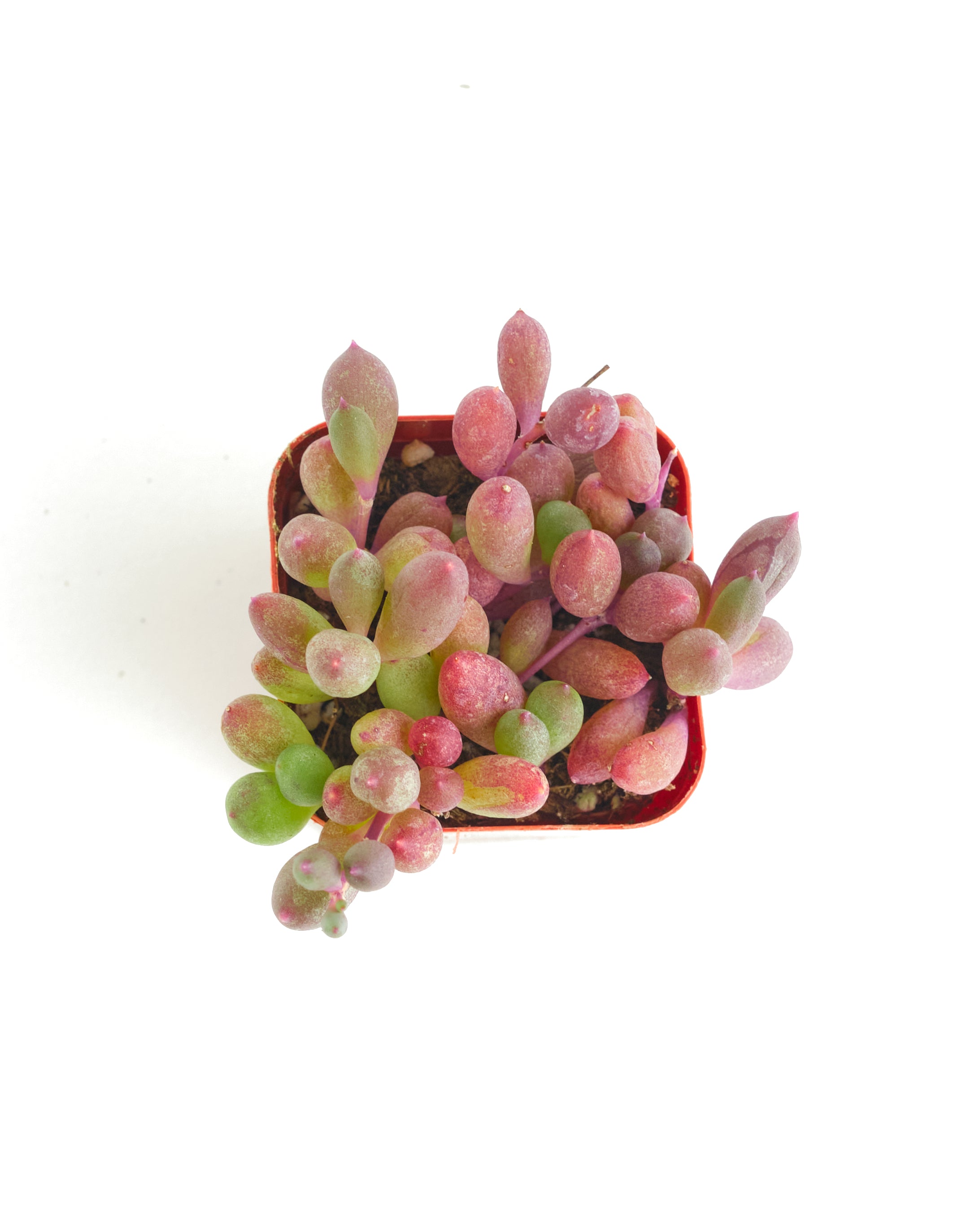 red ruby succulent Shop Succulents | String of Succulents Collection | Ruby Necklace (Othonna Capensis) Live Outdoor/Indoor Hanging Succulent Plant