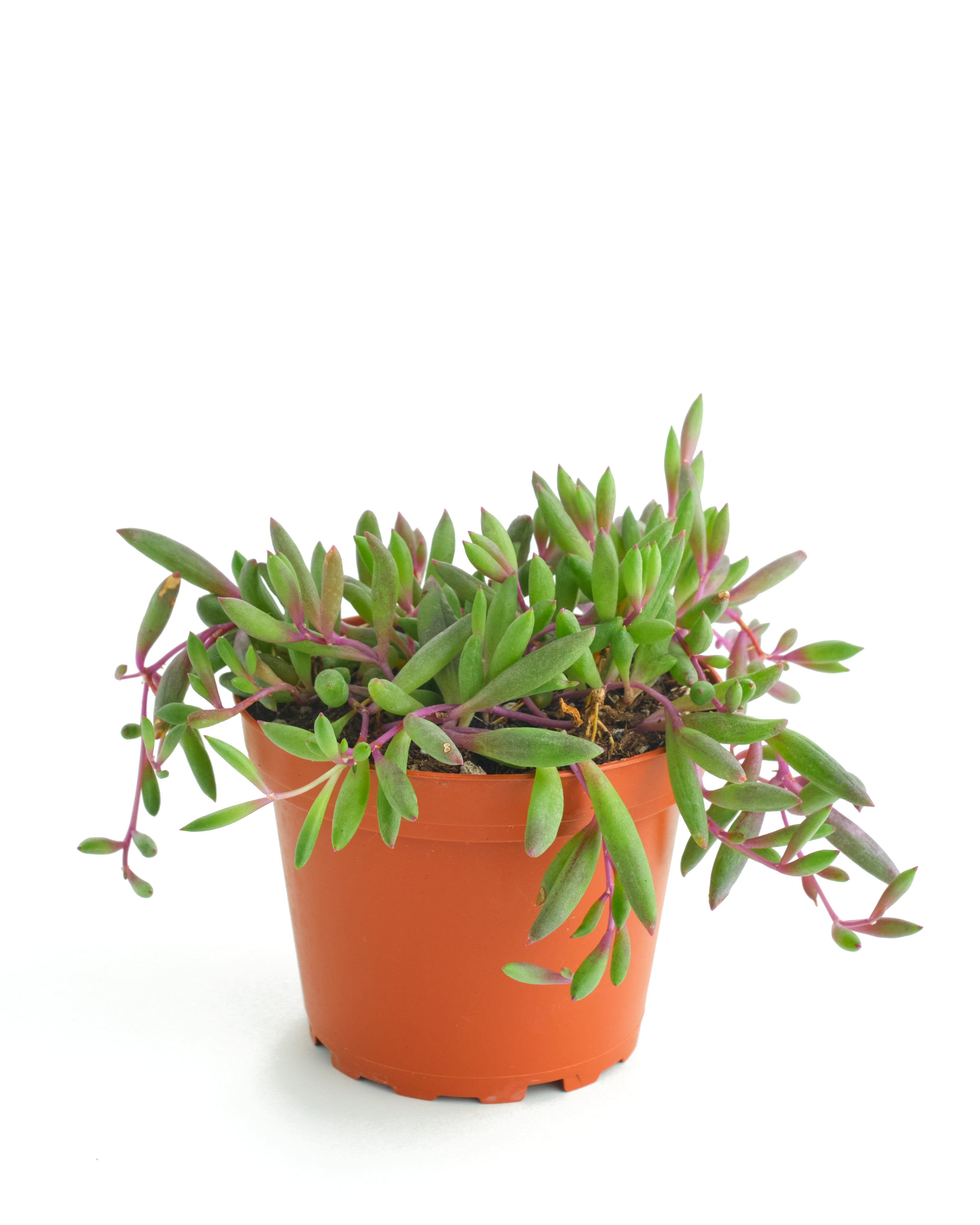 ruby necklace succulent propagation Othonna Capensis 'Ruby Necklace' – Shop Succulents