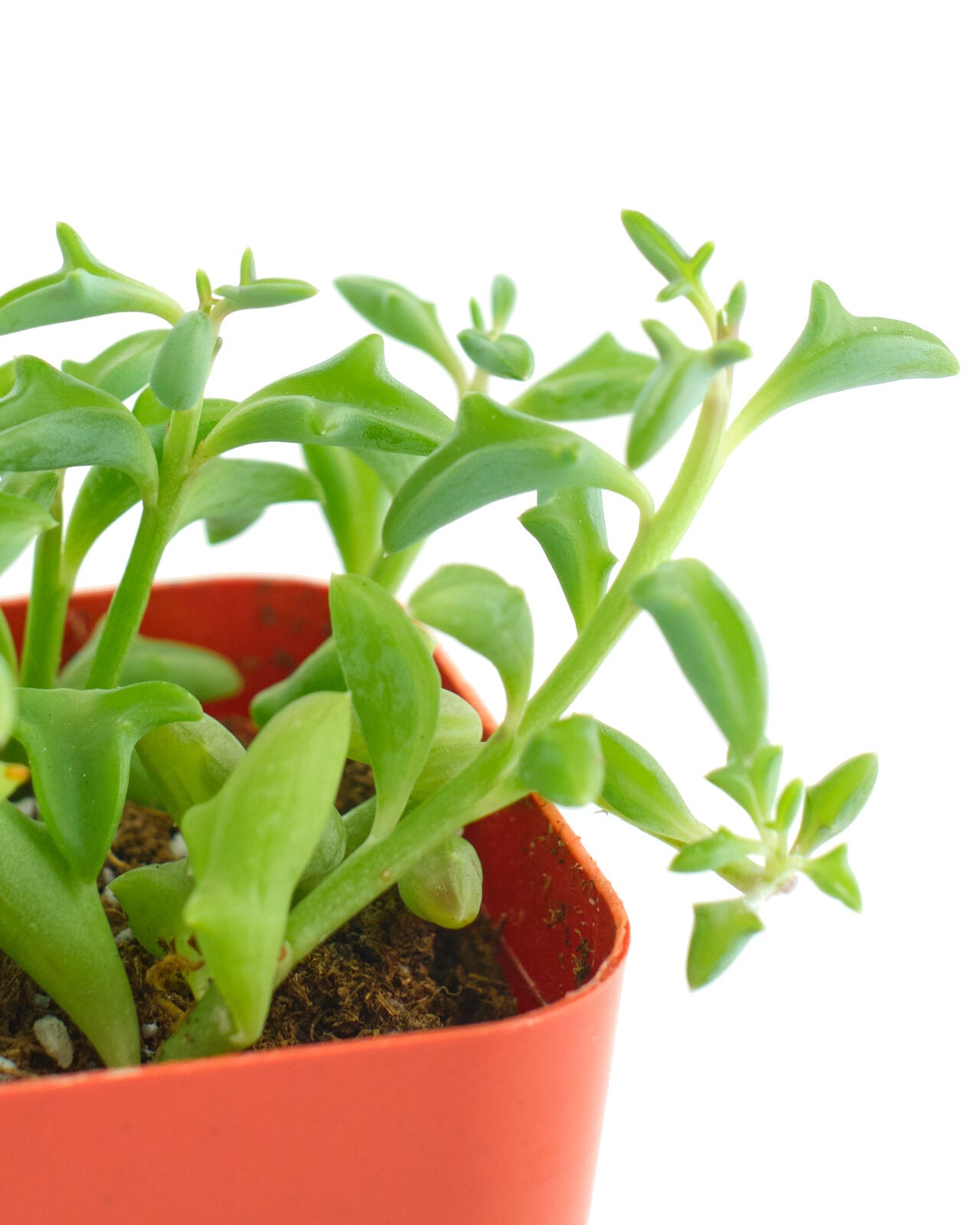 string of dolphins succulent Senecio peregrinus 'String of Dolphins' – Shop Succulents