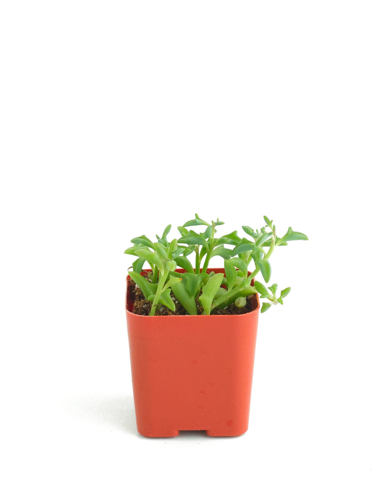 dolphin succulents buy Senecio peregrinus 'String of Dolphins' – Shop Succulents