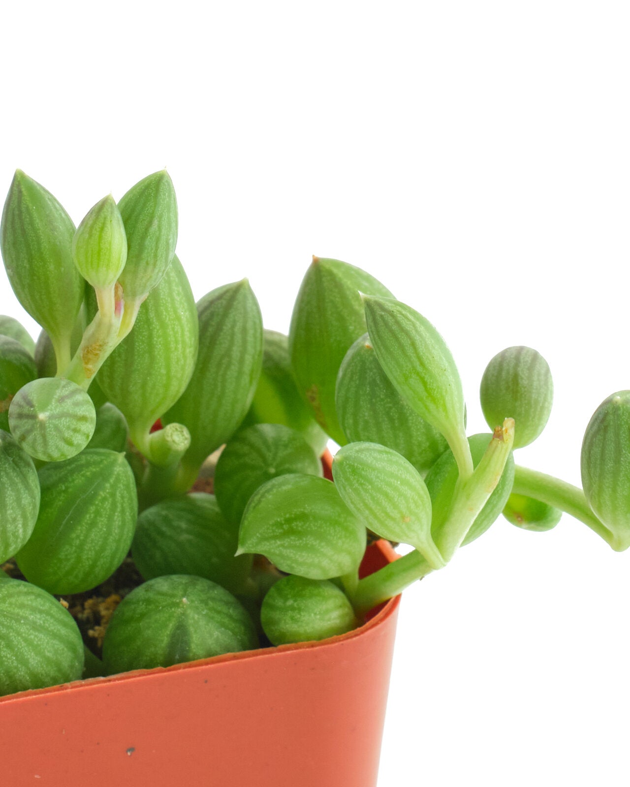 string of watermelon succulent care Curio Herreanus 'String of Watermelons' – Shop Succulents