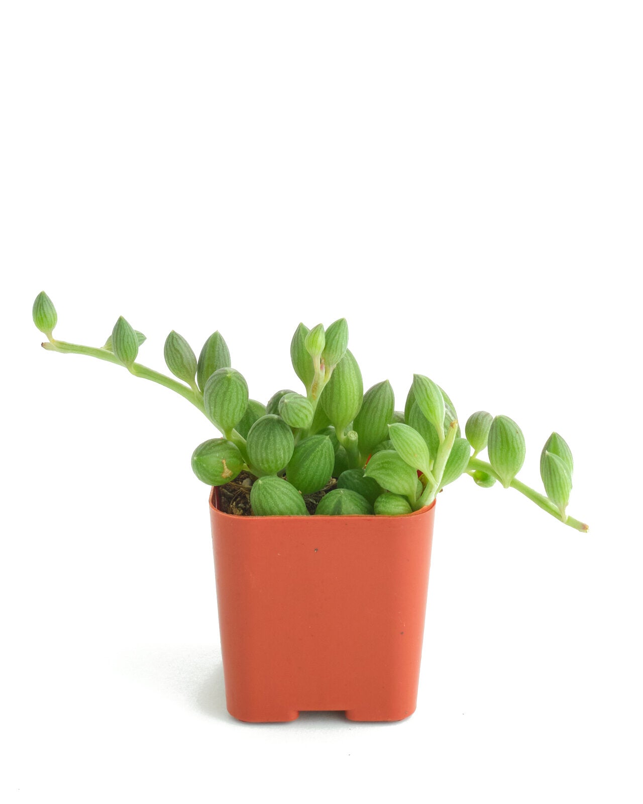 watermelon succulent plant Curio Herreanus 'String of Watermelons' – Shop Succulents