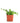 Curio Herreanus 'String of Watermelons'