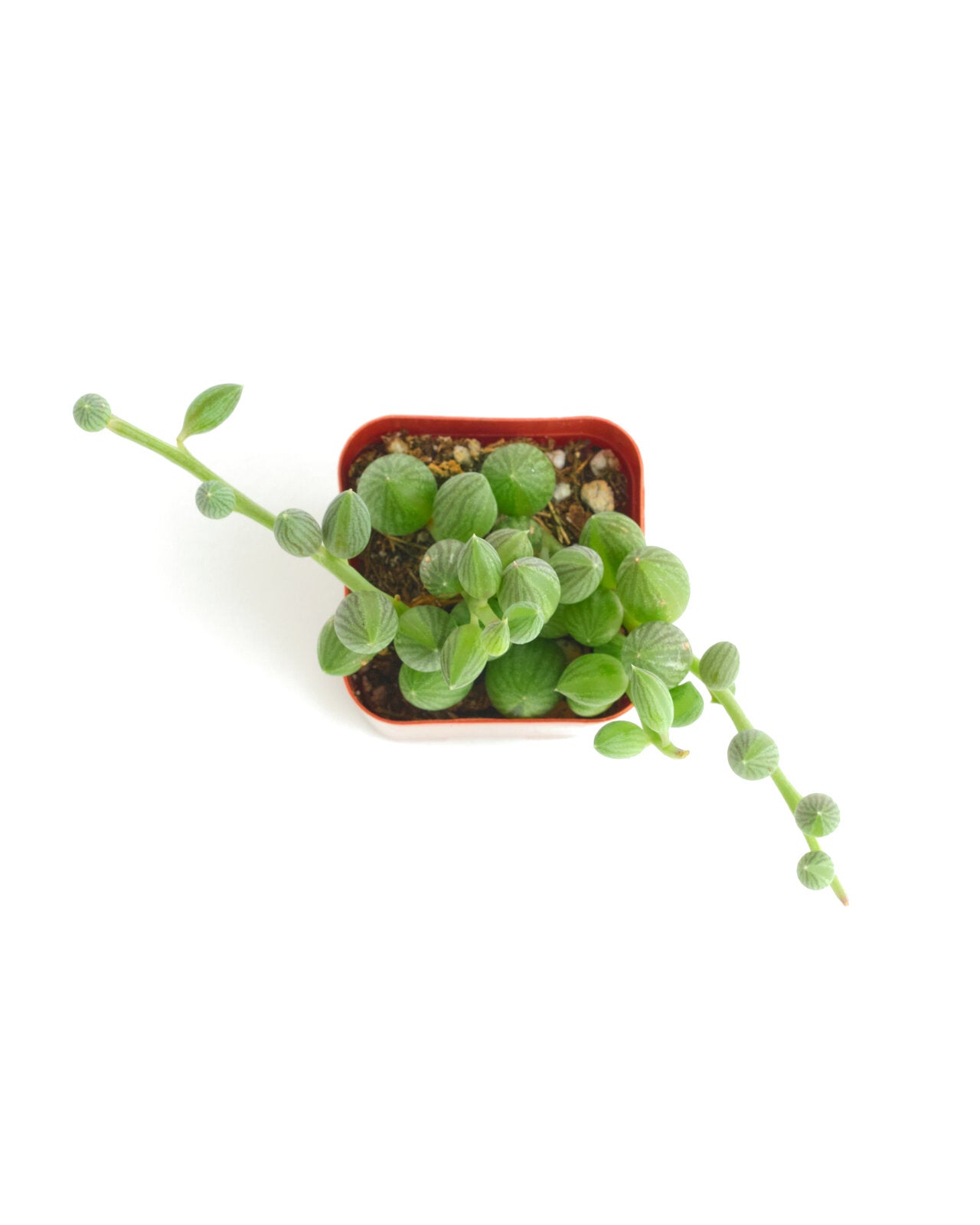 watermelon succulent Curio Herreanus 'String of Watermelons' – Shop Succulents