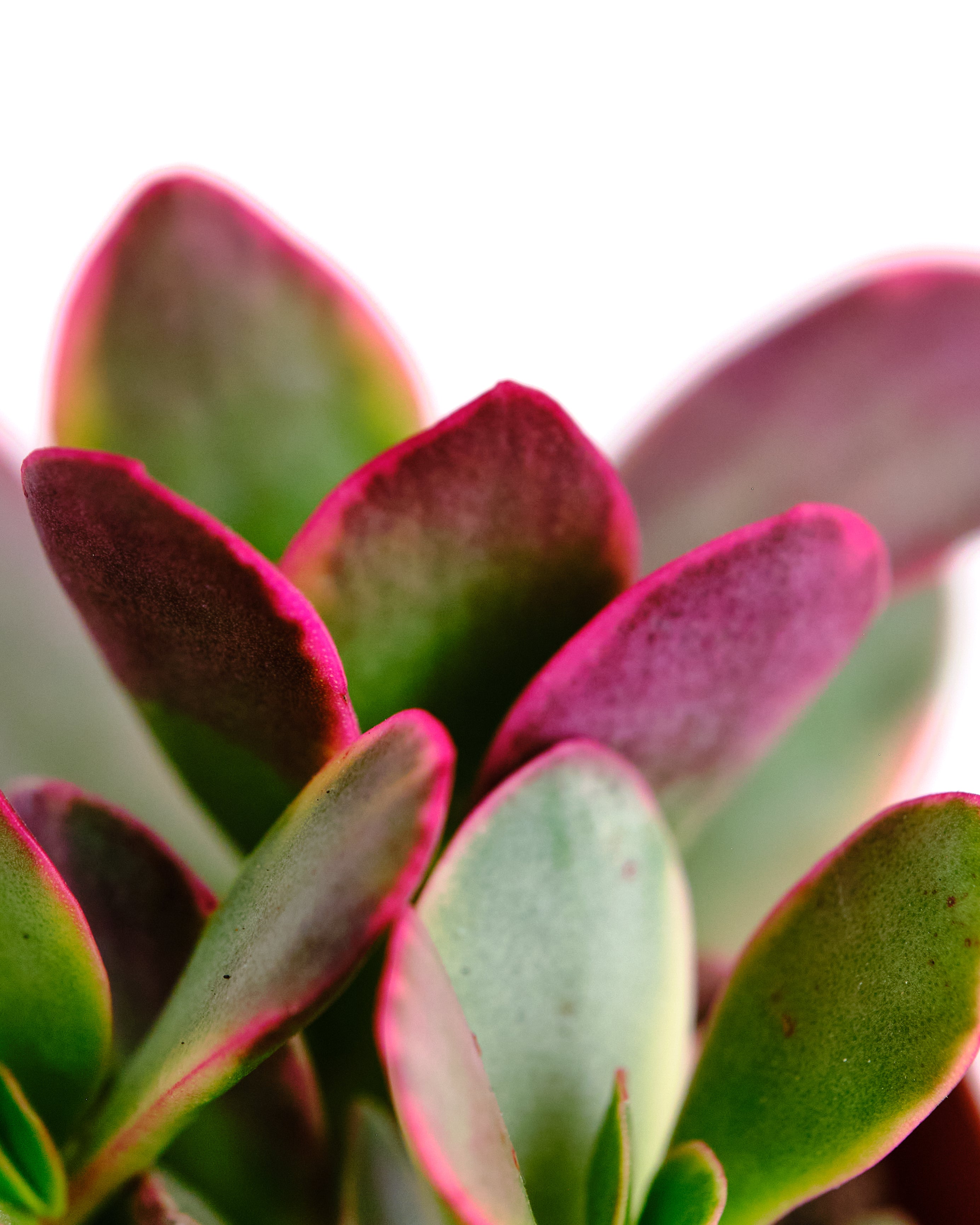 variegated jade plant pink Crassula ovata variegata 'Rainbow Jade' – Shop Succulents