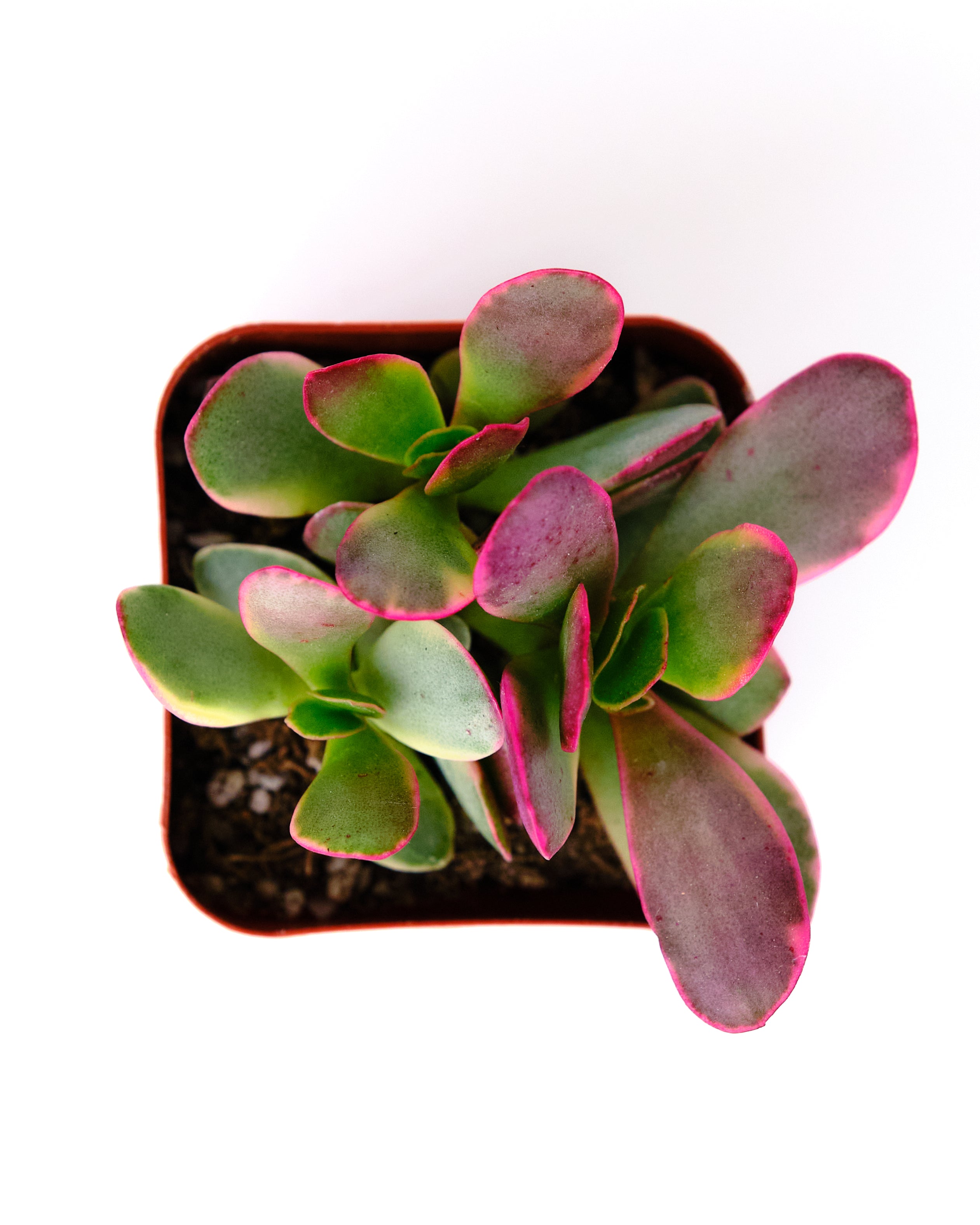 jade plant with pink tips Crassula ovata variegata 'Rainbow Jade' – Shop Succulents