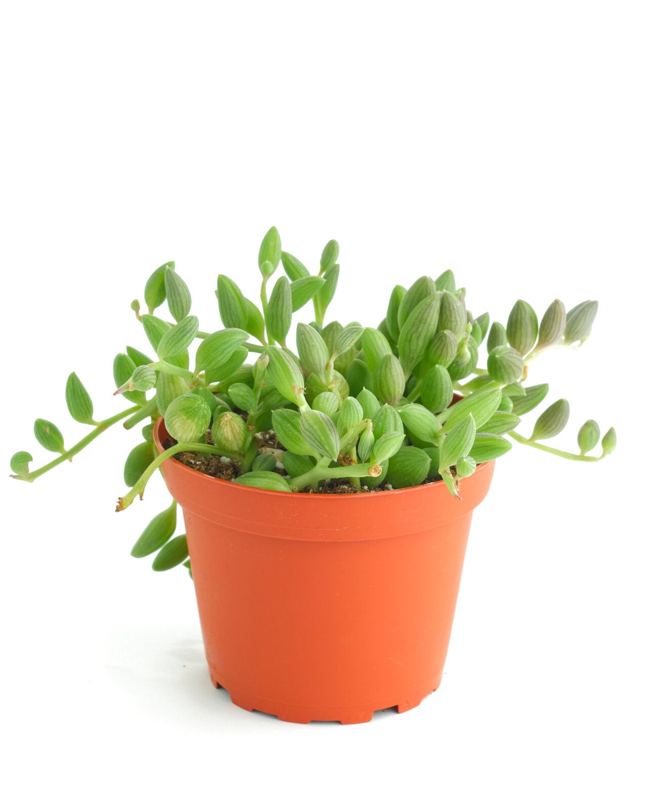 watermelon succulent Curio Herreanus 'String of Watermelons' – Shop Succulents