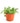 Curio Herreanus 'String of Watermelons'