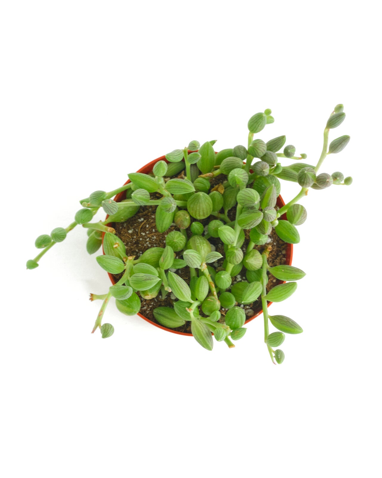 watermelon succulent Curio Herreanus 'String of Watermelons' – Shop Succulents