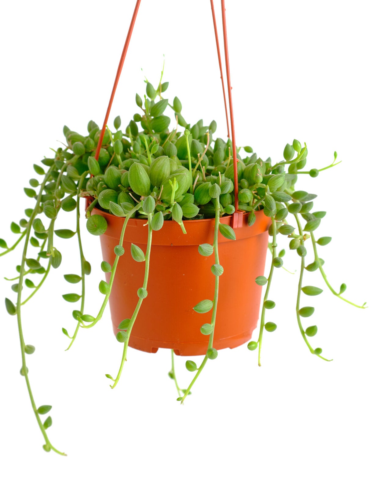 string of watermelon succulent care Curio Herreanus 'String of Watermelons' – Shop Succulents