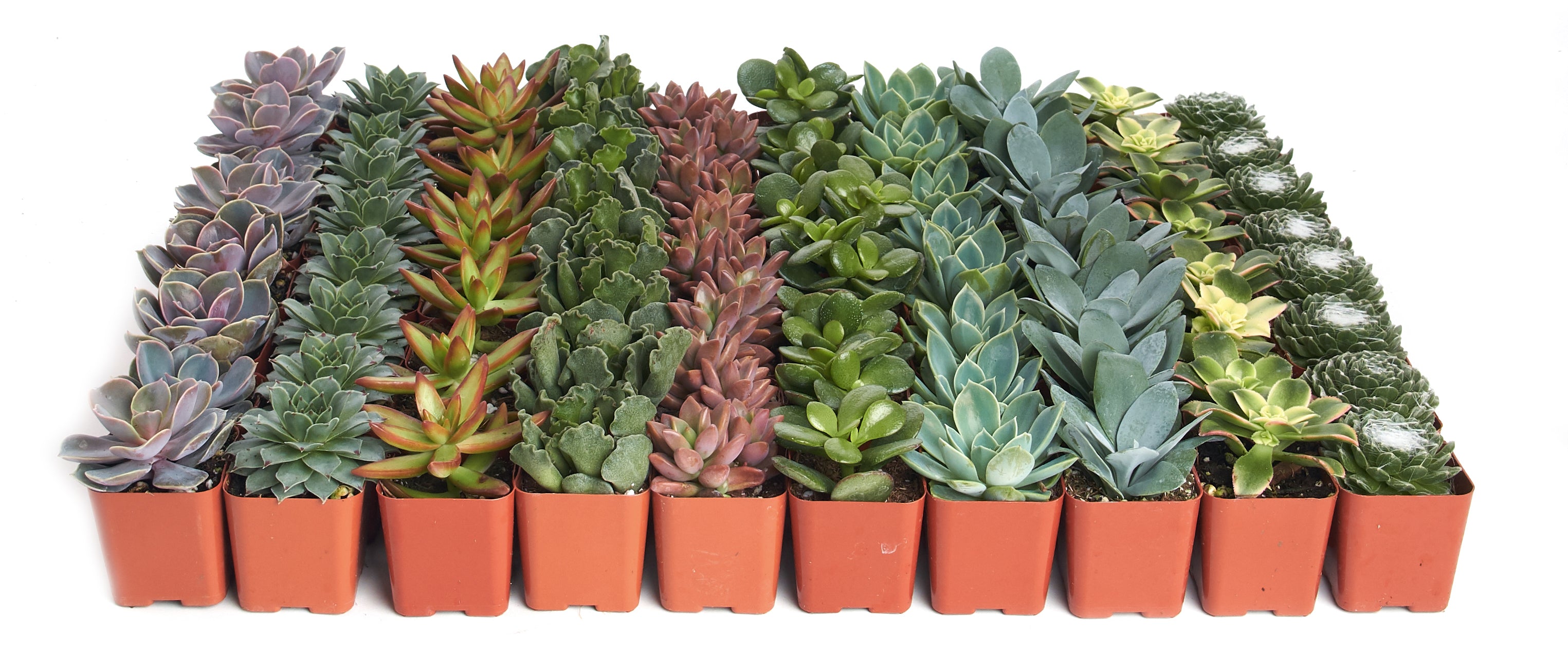 bulk mini succulents in pots 2 in. Assorted Succulent Collection (100-Pack)