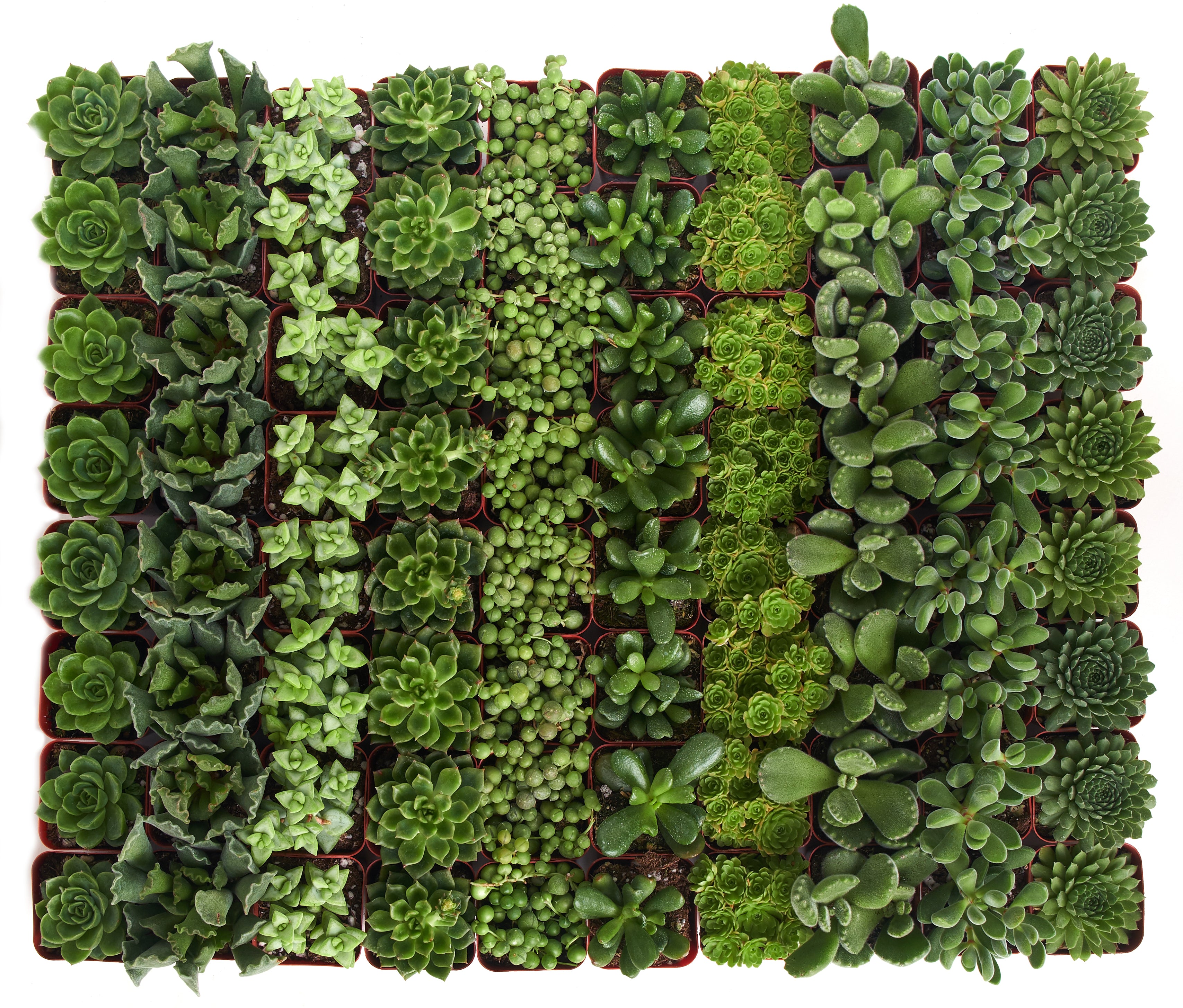 bulk order mini succulents Verde Mini Succulents in Bulk – Shop Succulents