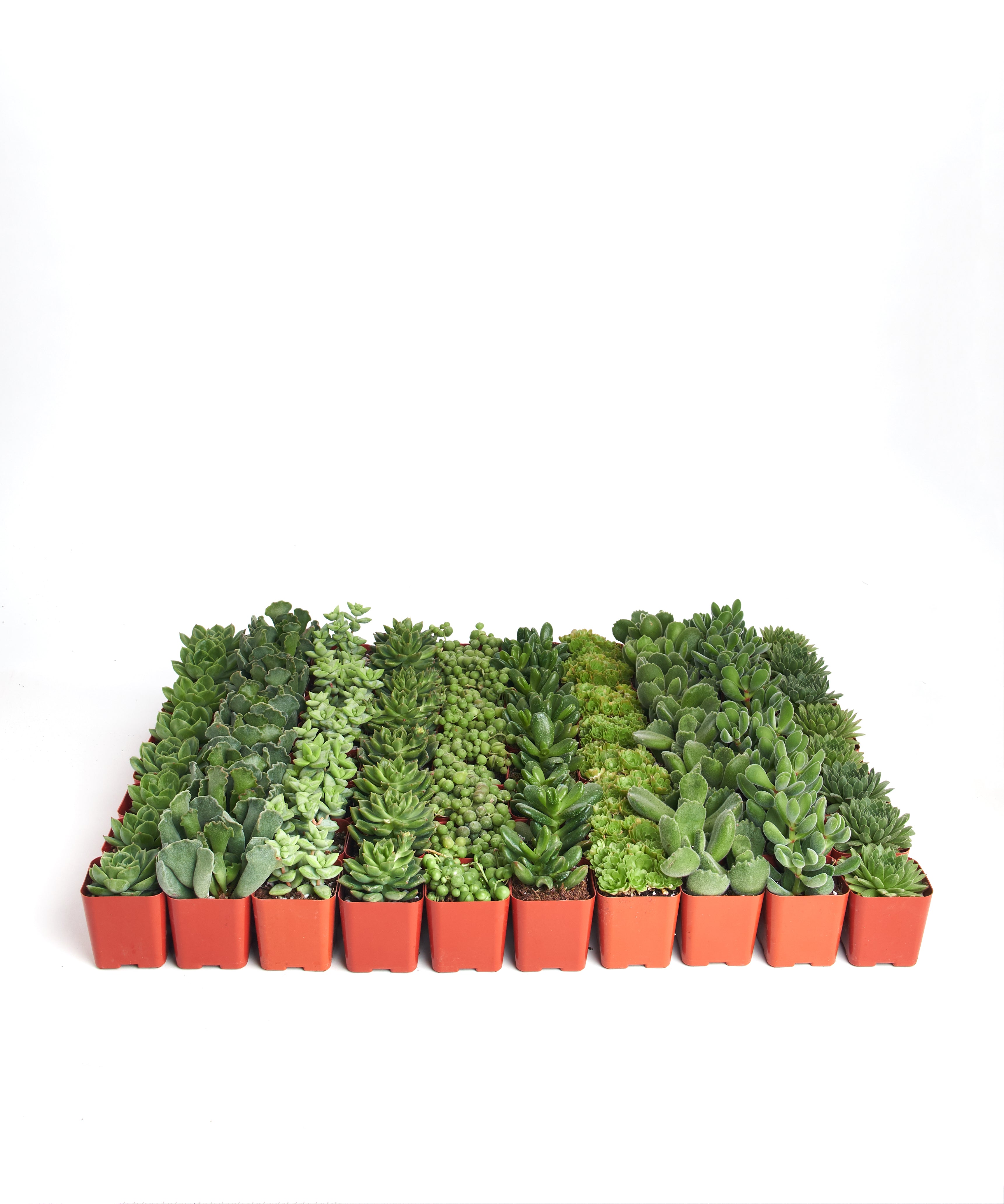 tiny succulents in bulk Verde Mini Succulents in Bulk – Shop Succulents