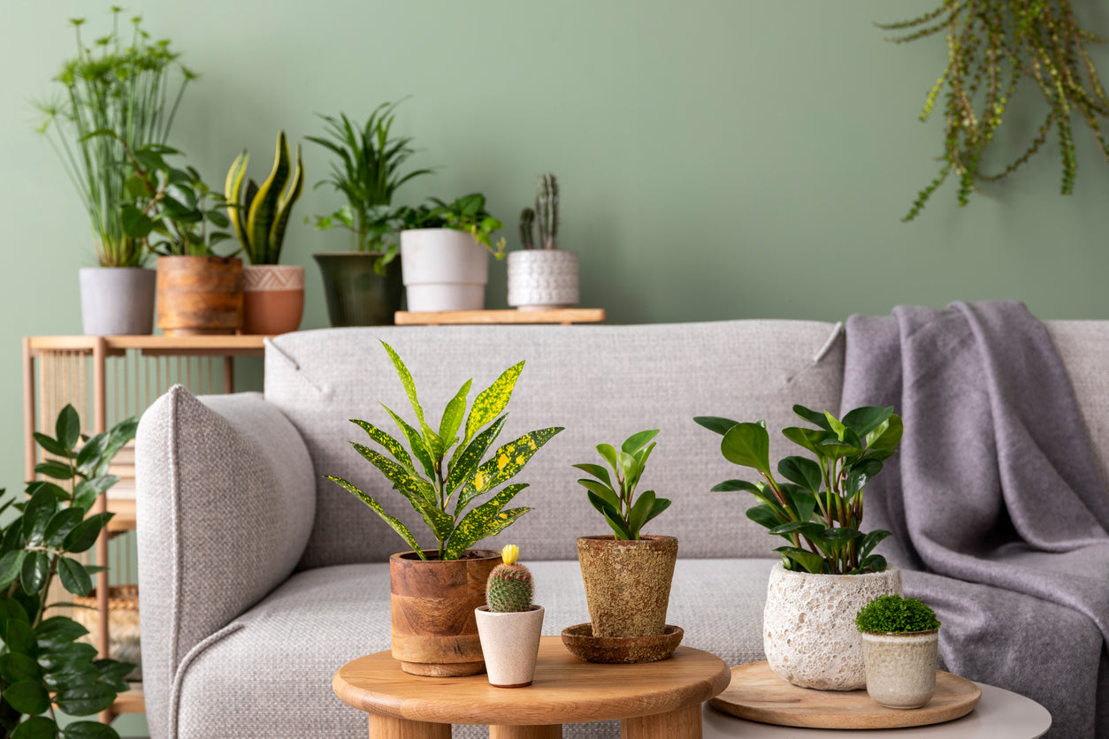 House Plants Delivered – Shop Succulents