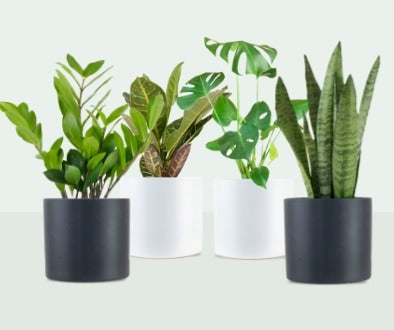 House Plants Delivered – Shop Succulents