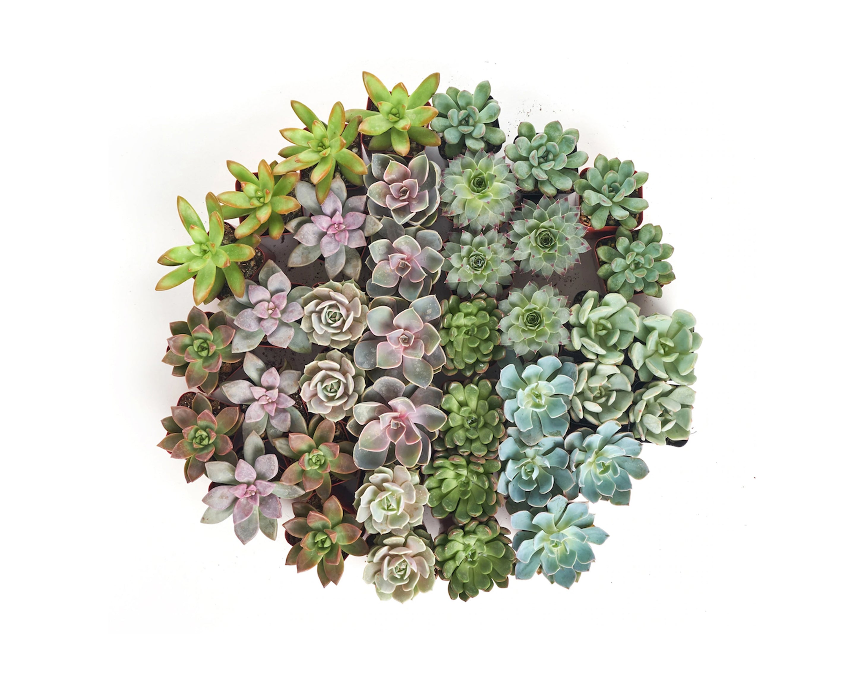 buy small succulents in bulk Shop Succulents Rosette Succulent Plant Pack Collection
