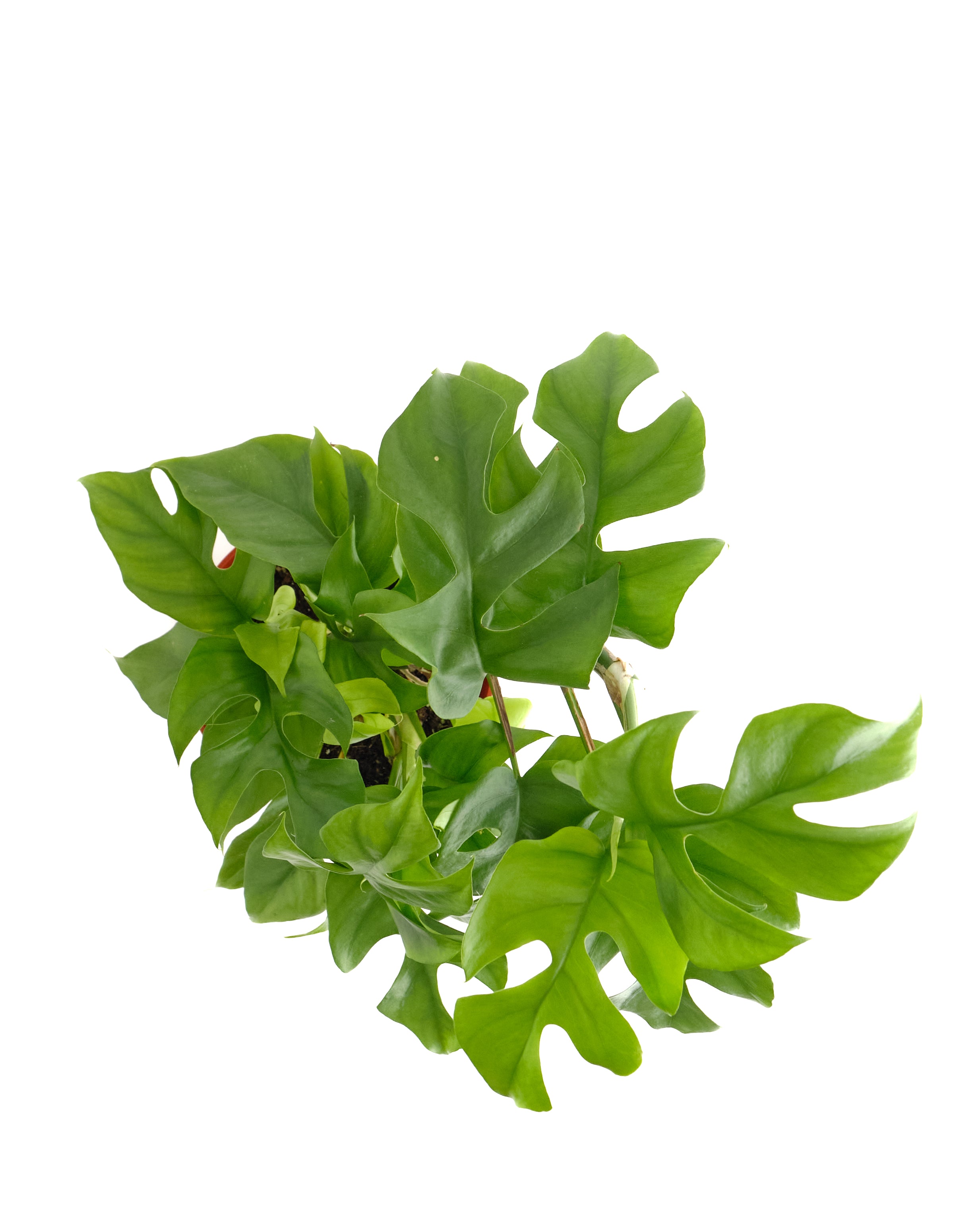philodendron ginny care Philodendron 'Ginny' – Shop Succulents