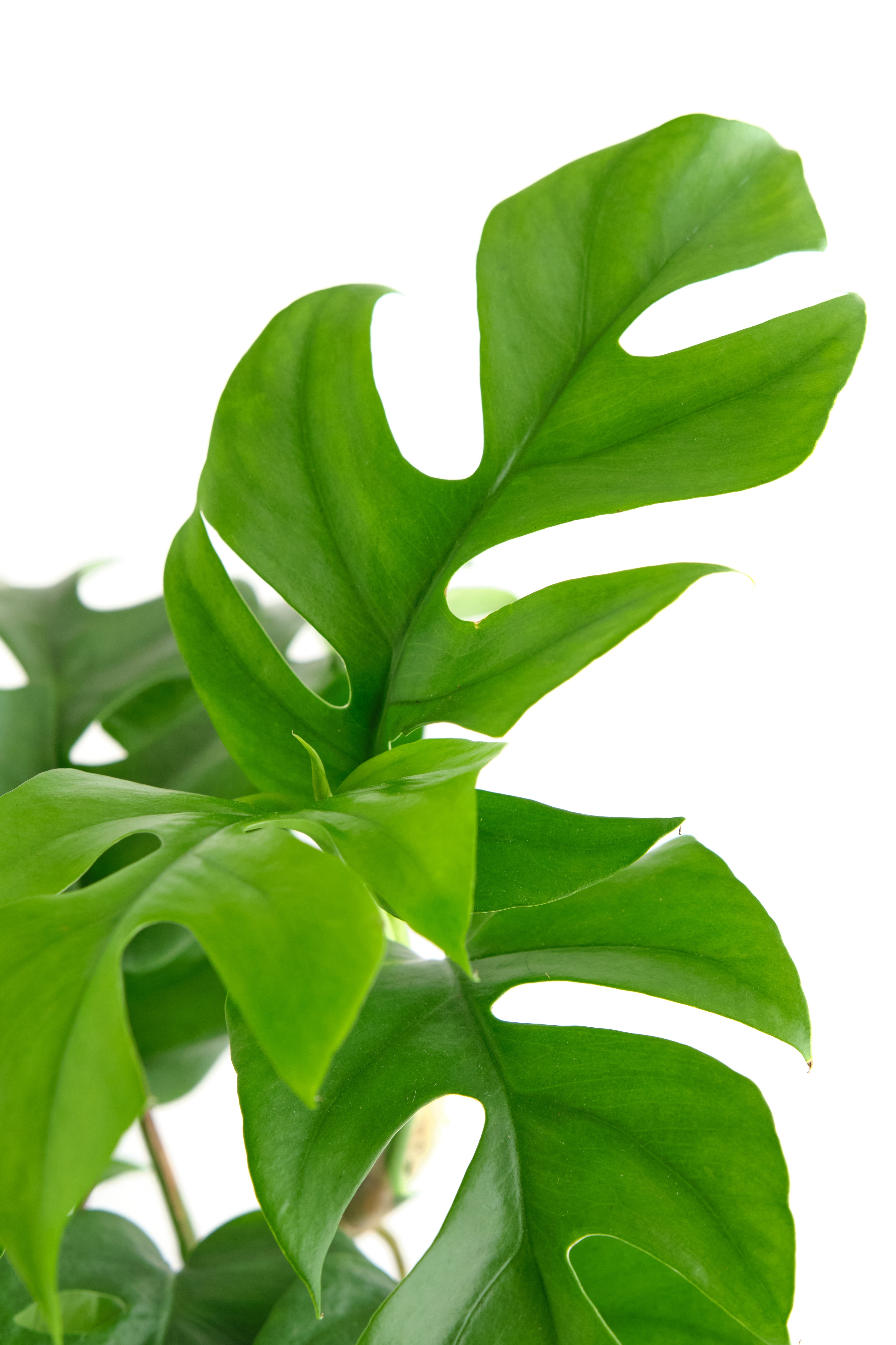 buy philodendron ginny Philodendron 'Ginny'