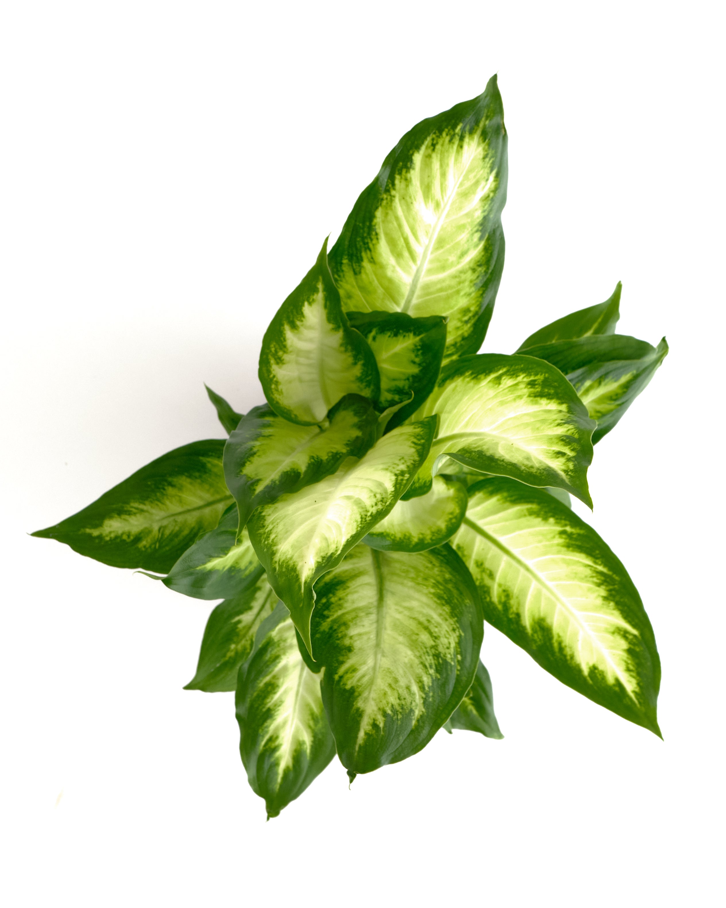dieffenbachia camille replant Dieffenbachia Camille – Shop Succulents