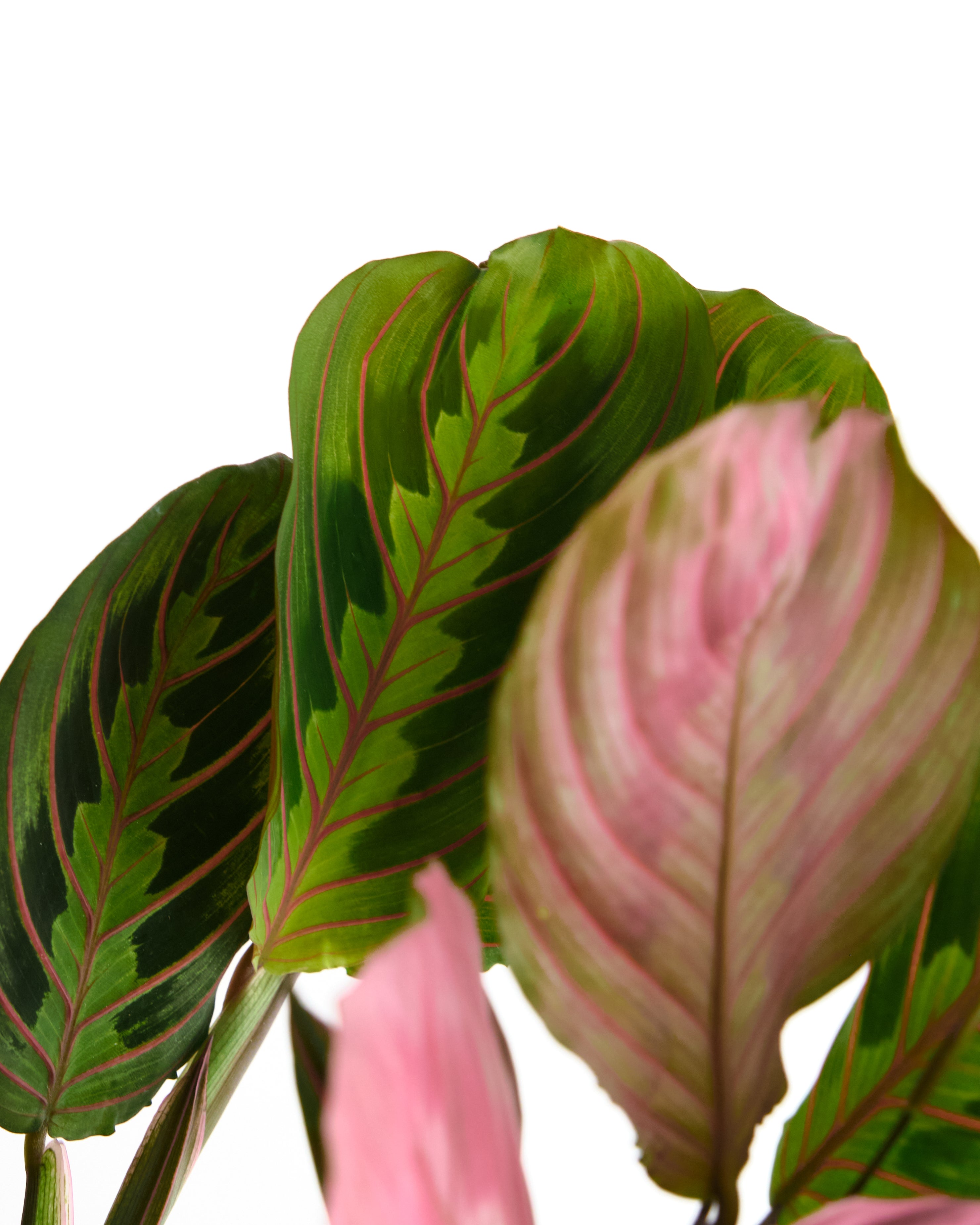 red prayer plant bloomscape Maranta Red 'Prayer Plant' House Plant in 6" Hanging Grow Pot