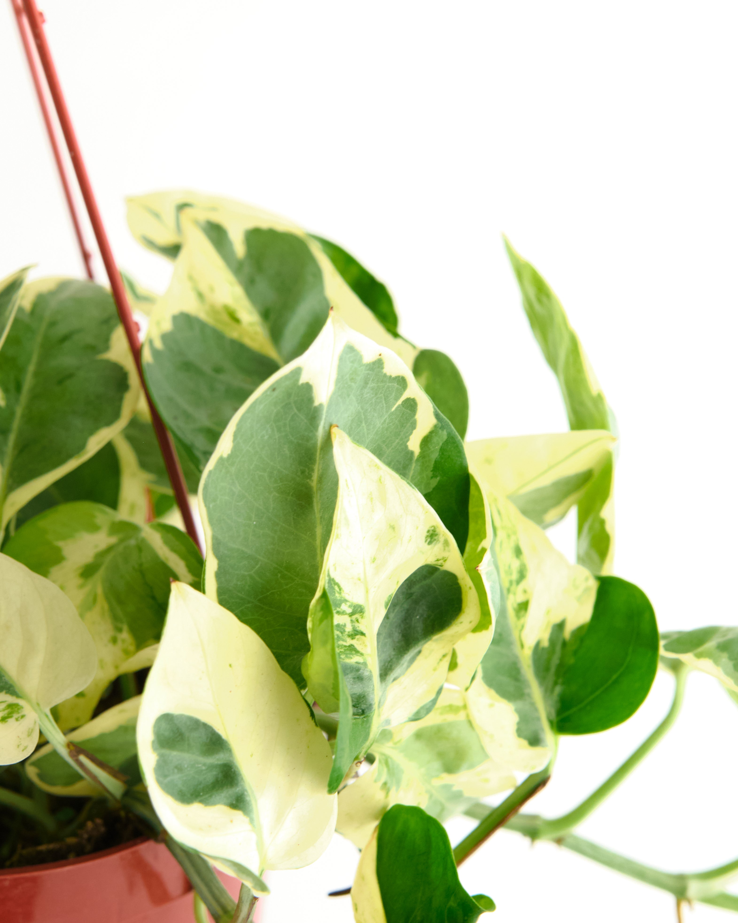 pothos pearls and jade vs n'joy Pothos 'Pearls 'n' Jade' – Shop Succulents