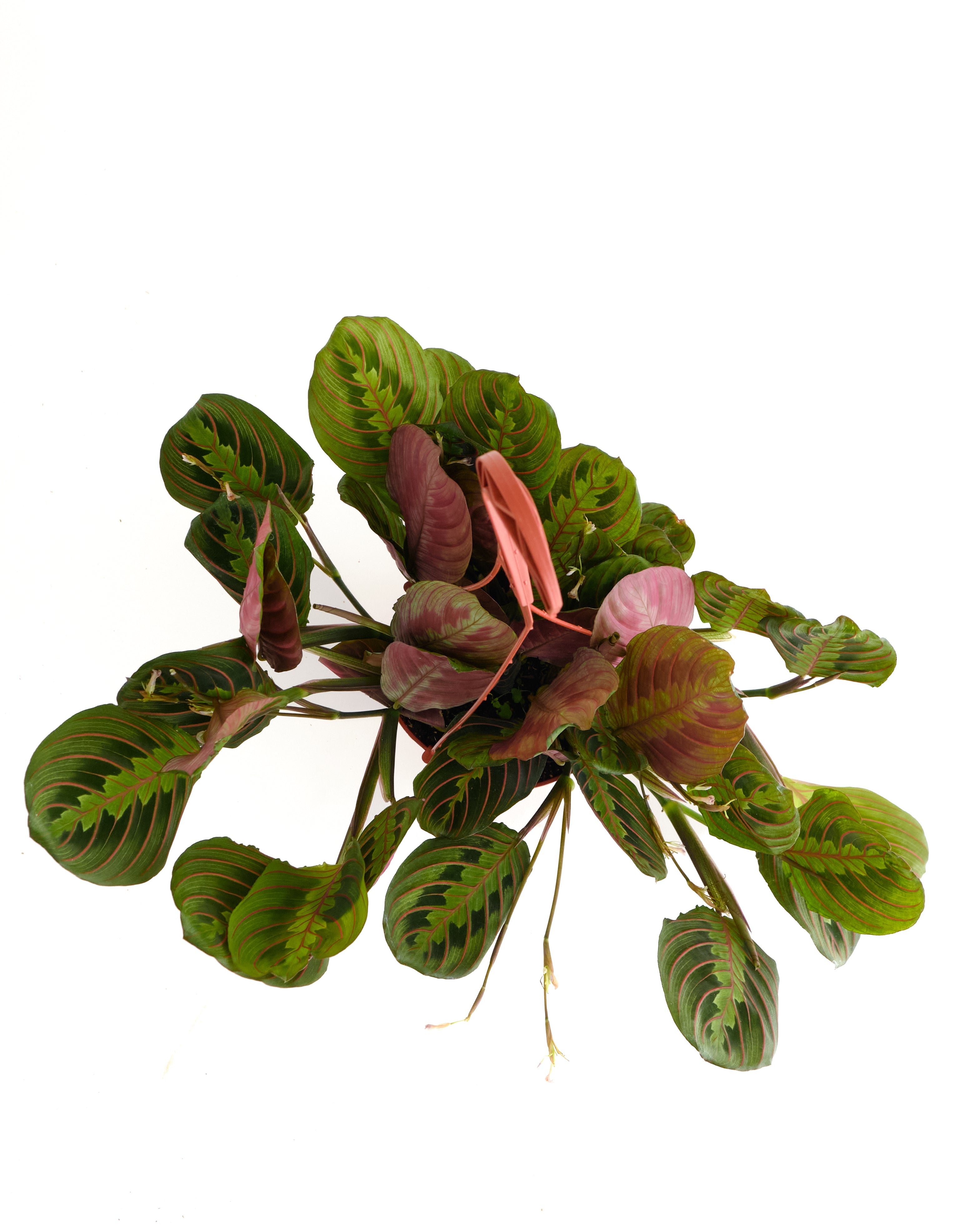 red prayer plant name Maranta Red 'Prayer Plant'