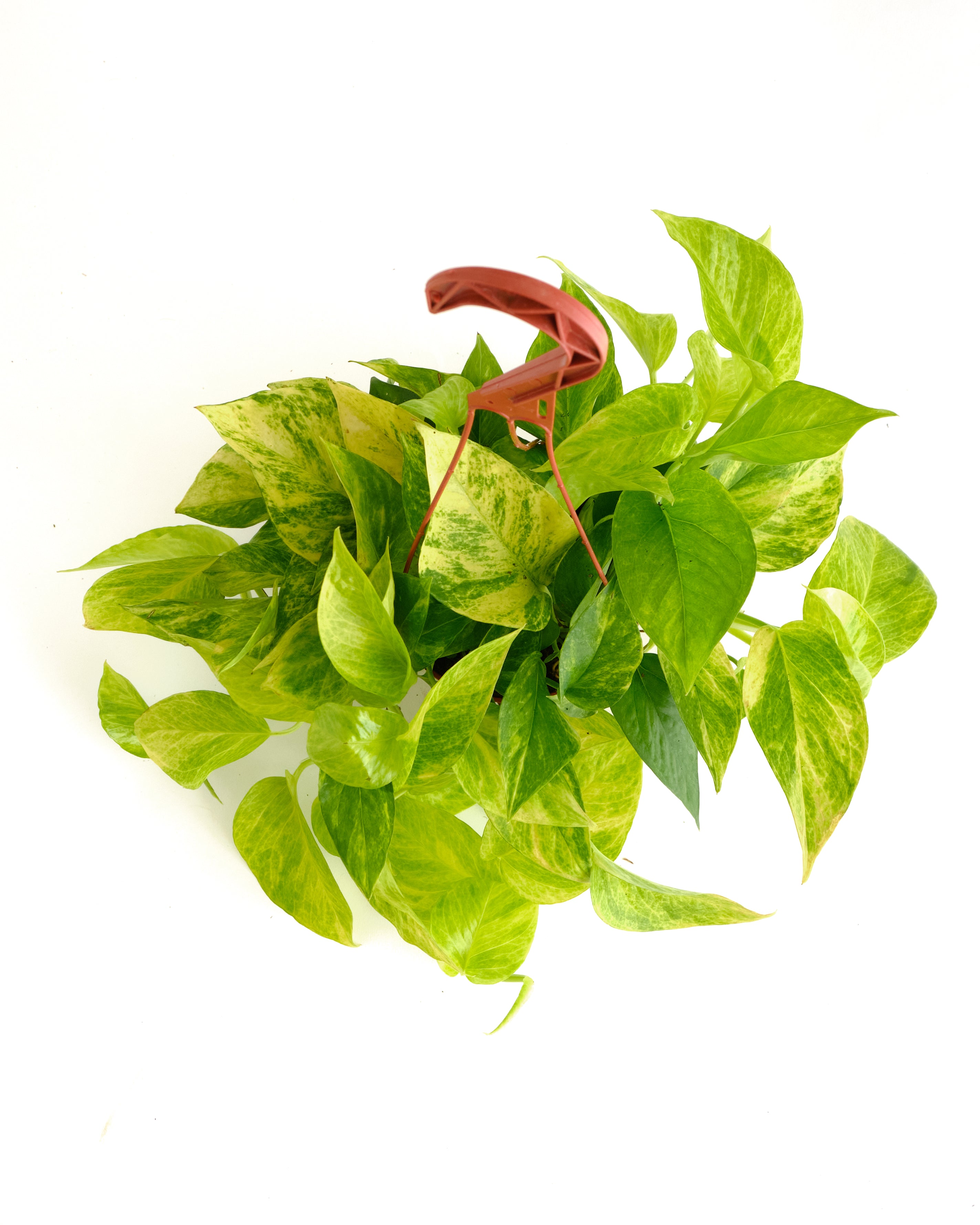 neon queen pothos Pothos 'Neon Queen' – Shop Succulents