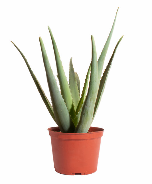 Aloe Vera Plant in 6" Nursery Pot
