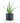 Aloe Vera House Plant in Black Ceramic Cylinder Planter