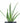 Aloe Vera House Plant in Black Ceramic Cylinder Planter