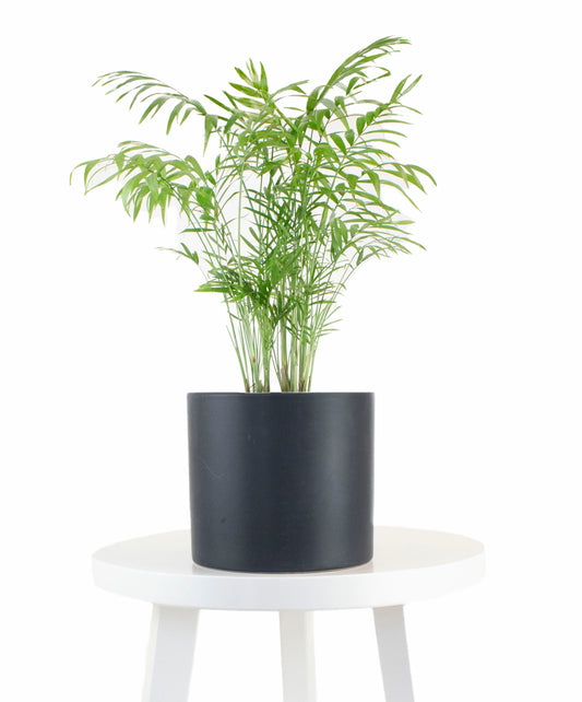 Parlor Palm House Plant in Black Ceramic Cylinder Planter