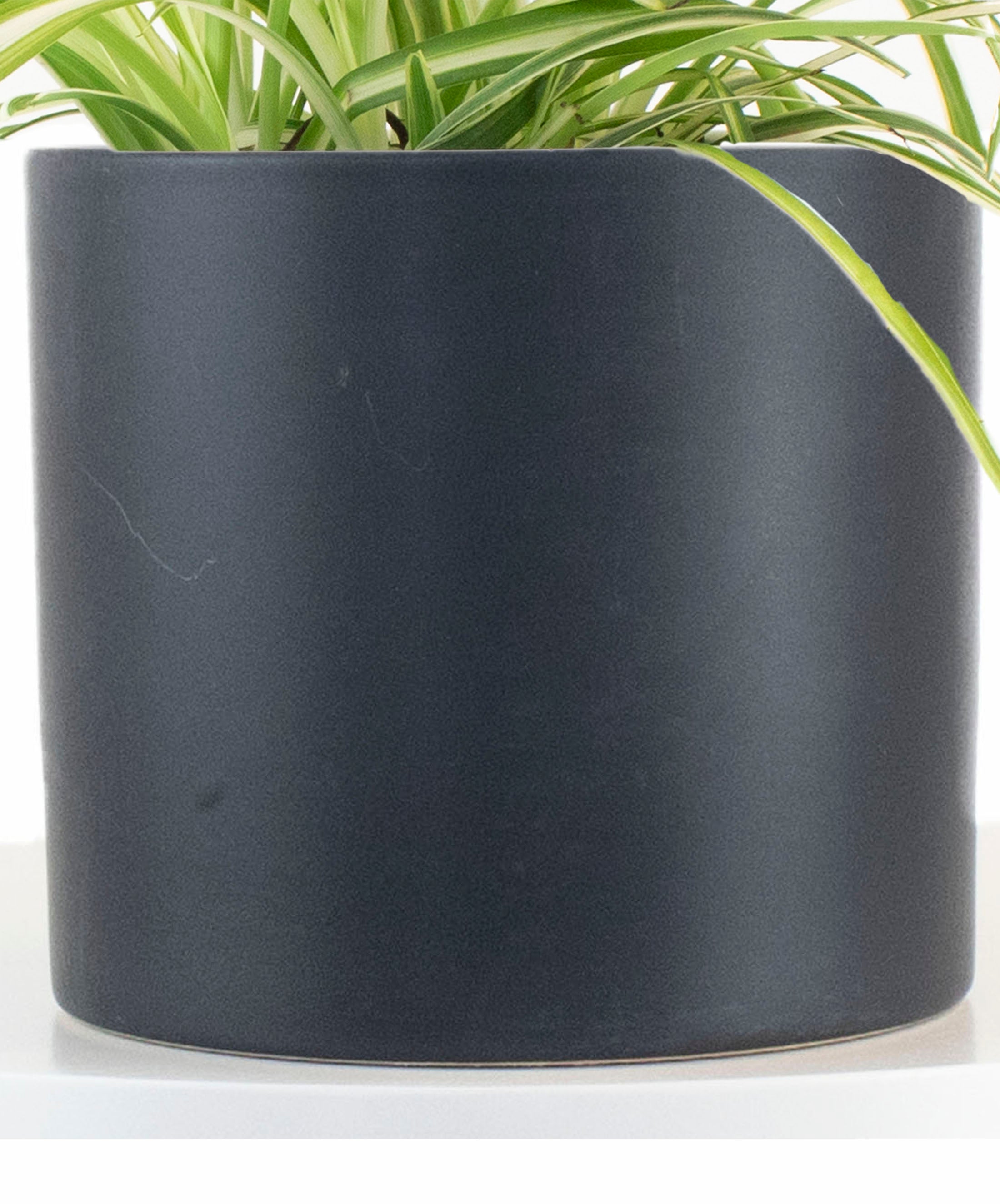 big black plant pots Spider Plant in Black Ceramic Cylinder Planter – Shop Succulents
