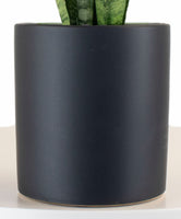 Sansevieria Zeylanica Snake Indoor House Plant in Black Ceramic Cylinder Planter