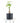 Money Tree Plant in Black Ceramic Cylinder Planter