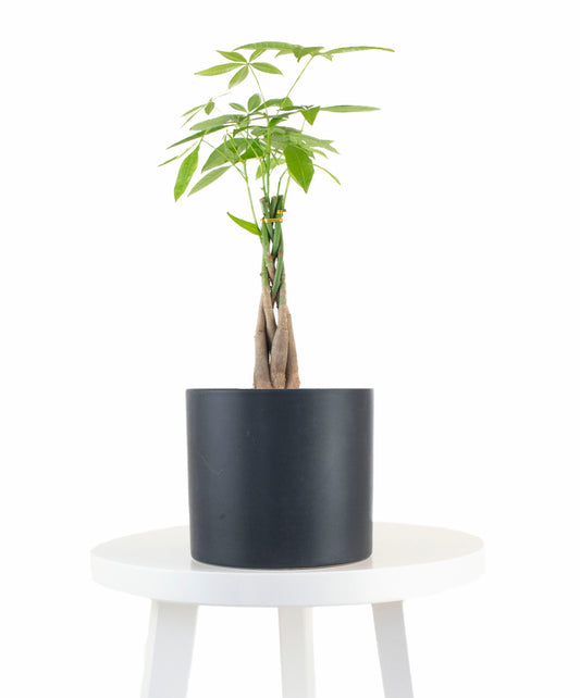 Money Tree Plant in Black Ceramic Cylinder Planter