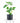 Monstera Deliciosa in Black Ceramic Cylinder Planter