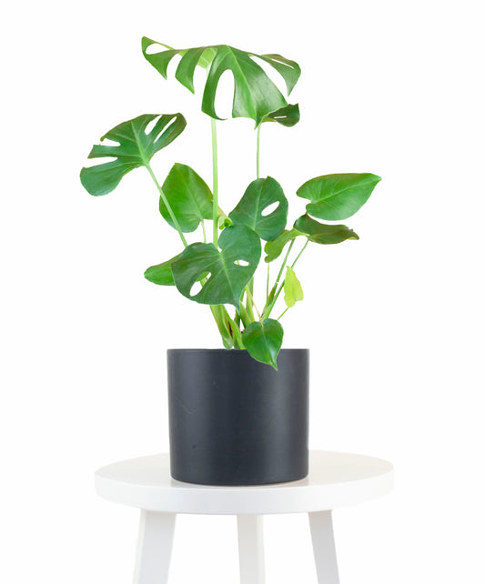 Monstera Delicious House Plant in Black Ceramic Cylinder Planter