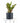 Croton Petra House Plant in Black Ceramic Cylinder Planter