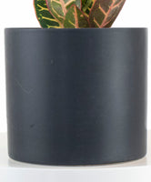 Croton Petra House Plant in Black Ceramic Cylinder Planter