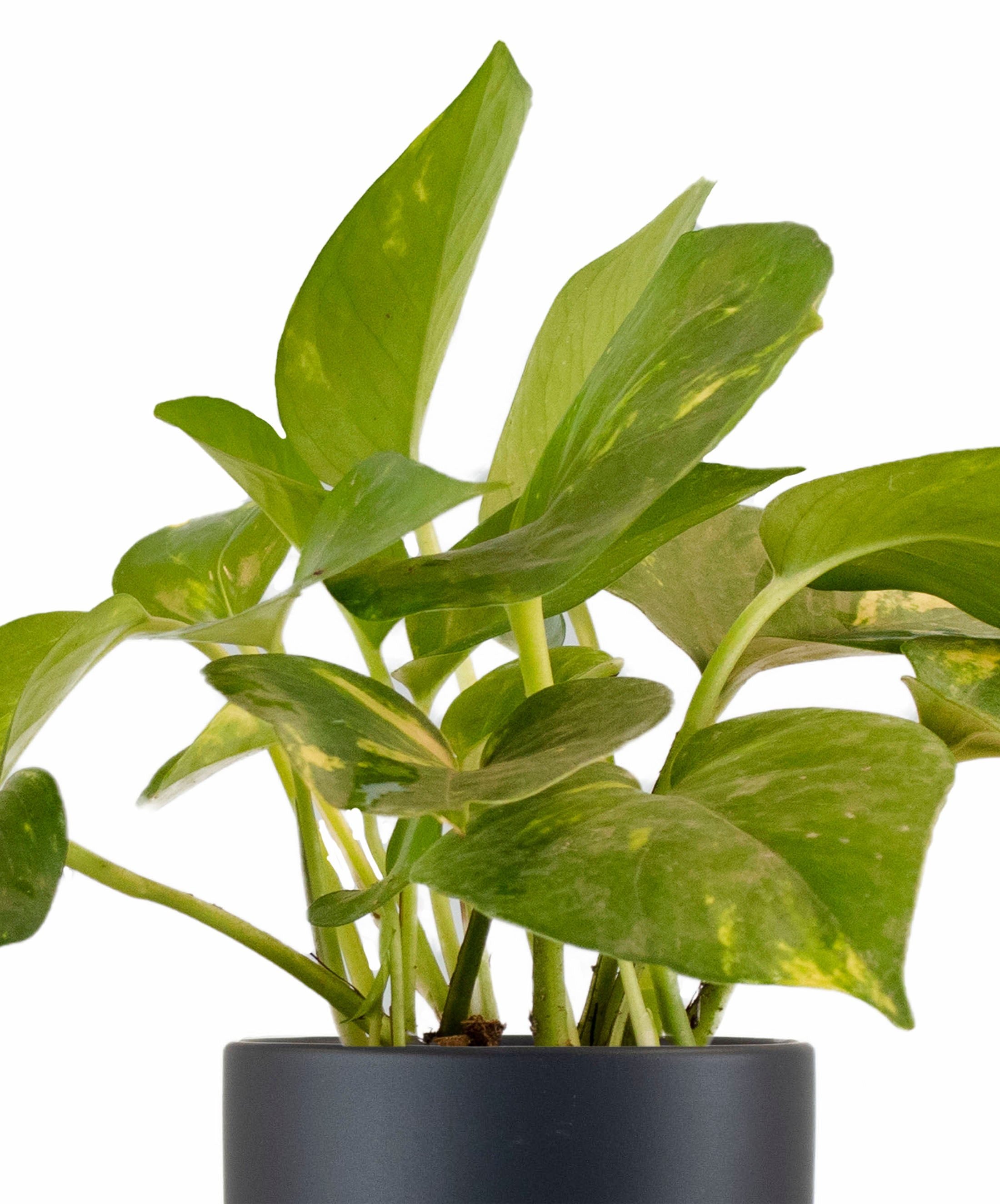 ikea pothos plant Epipremnum aureum 'Pothos' in Black Ceramic Cylinder Planter – Shop Succulents