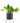 Epipremnum aureum 'Pothos' in Black Ceramic Cylinder Planter