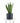 Sansevieria Zeylanica in Black Ceramic Cylinder Planter