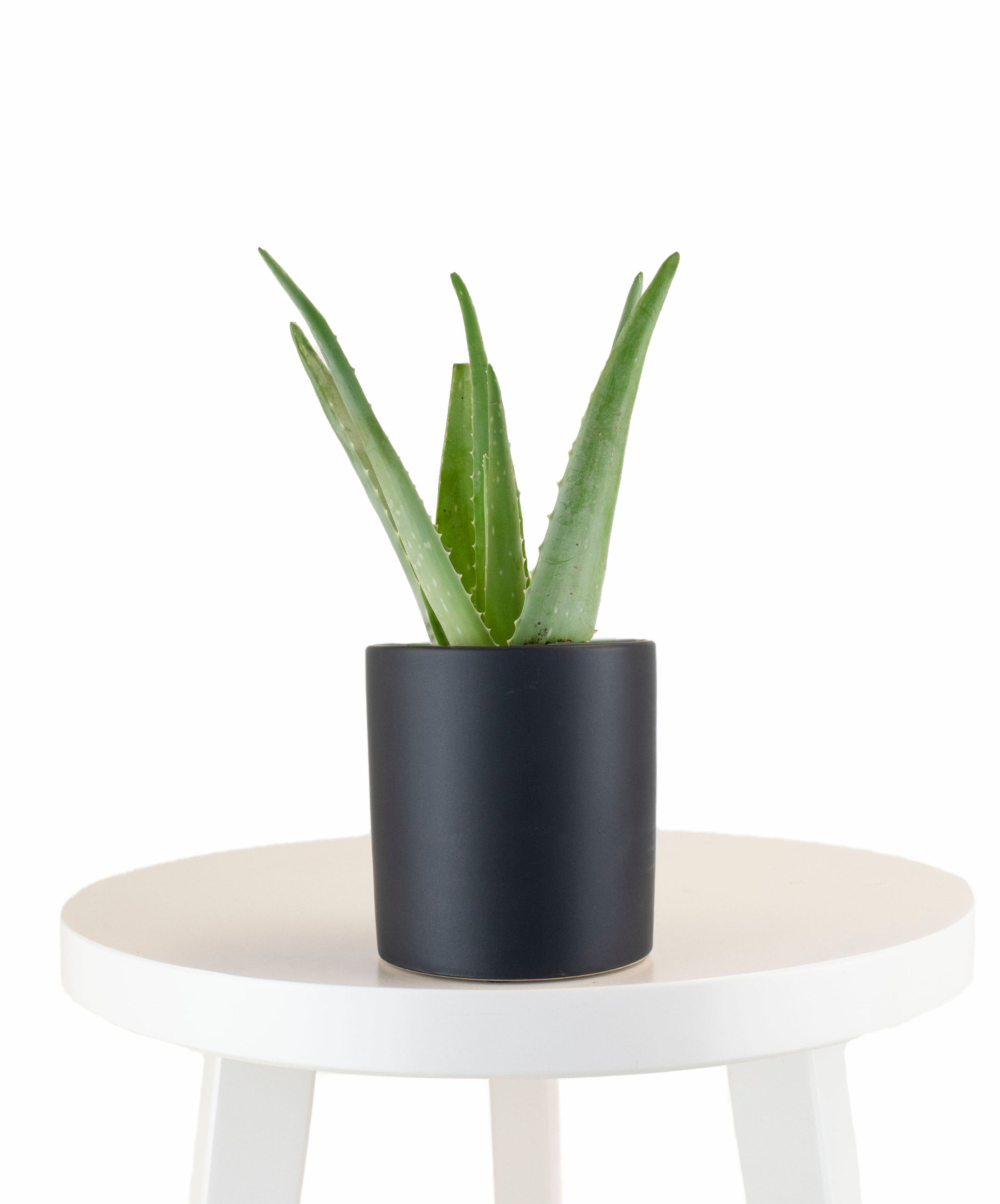 planter aloe vera Aloe Vera House Plant in Black Ceramic Cylinder Planter – Shop Succulents